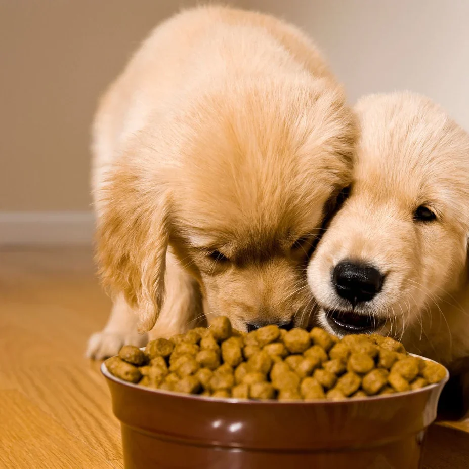 Dog Food