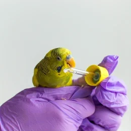 Birds Medicine & Vitamins