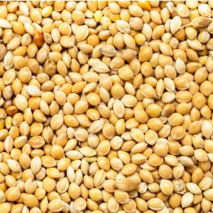 White Cheena Seeds For Birds