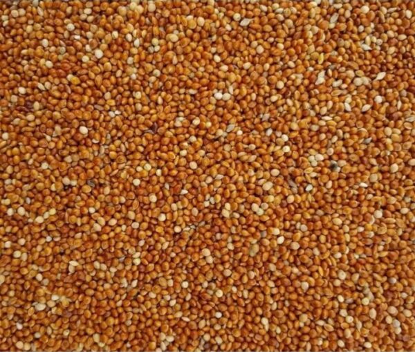 Red kangni Seeds For Birds