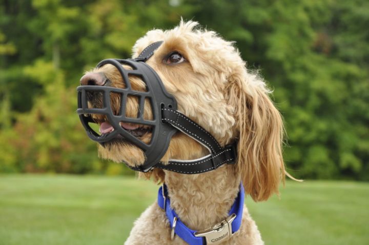 Rubber Muzzle For Dogs