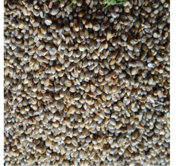 Bajra - Millet باجرہ