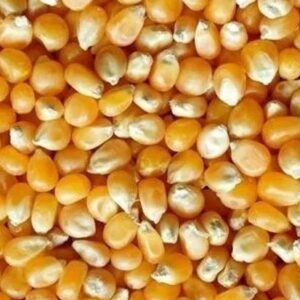 Natural Maize Seed  (بنو مکئی)