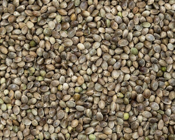 Bhang Seeds