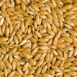 Canary Seed