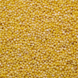 Gol kangni Seeds For Birds