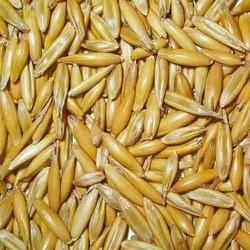Javi - Oat Seed