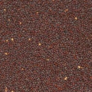 Sarso Seeds