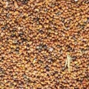 Taramira Seeds